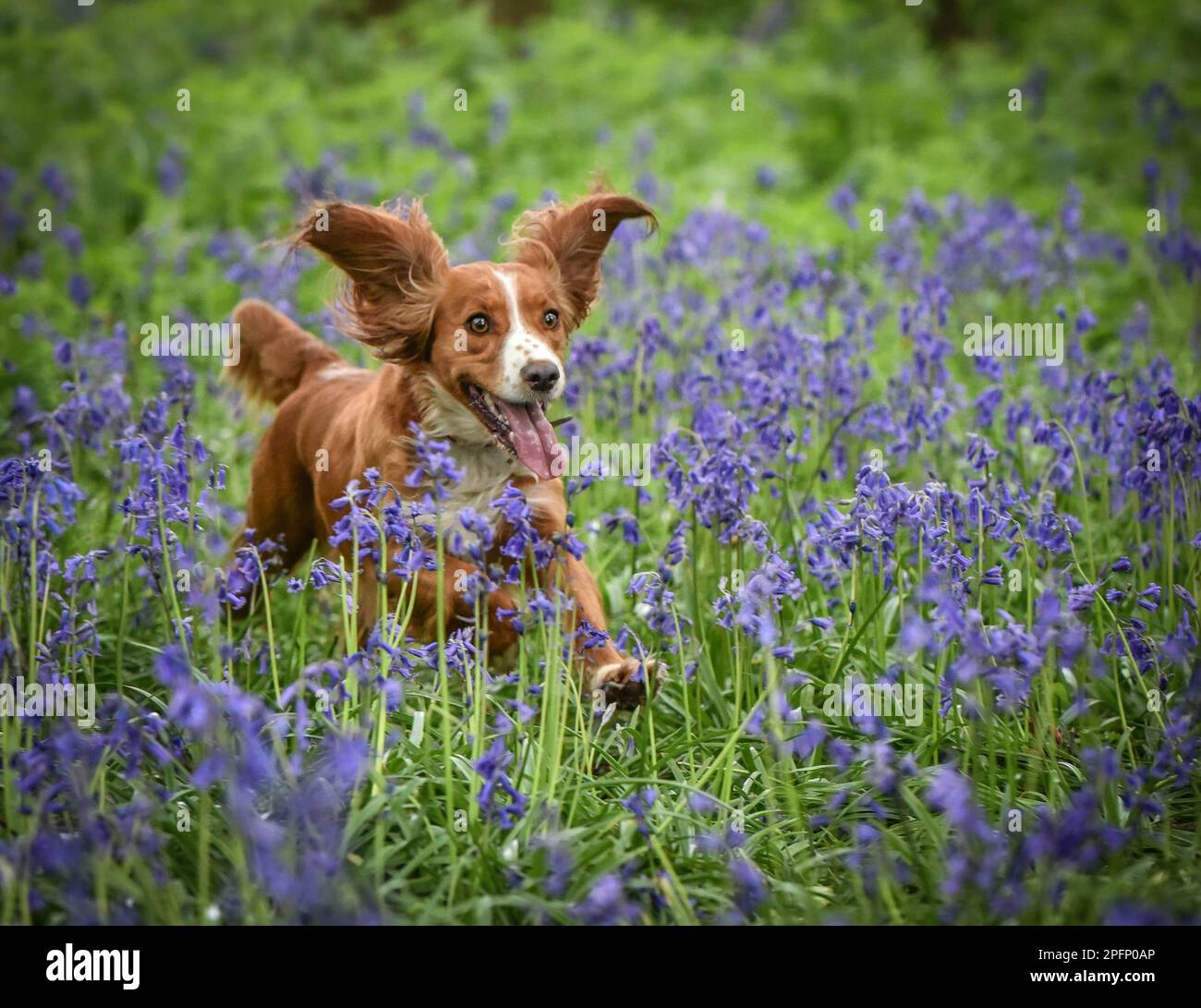 Golden and white working cocker spaniel running through bluebell woods ...