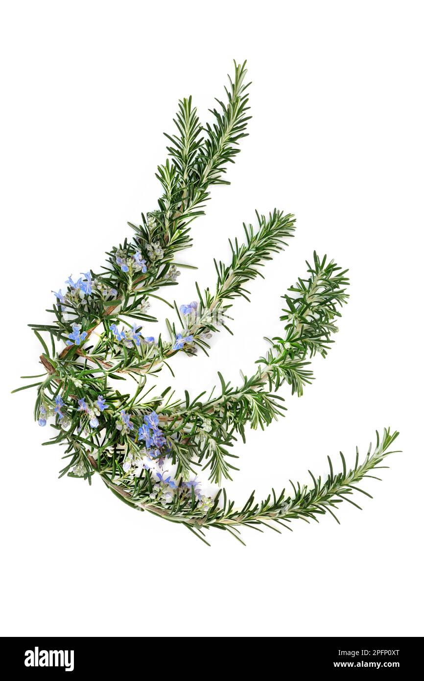Rosemary herb herbal plant medicine and food seasoning. Boosts immune