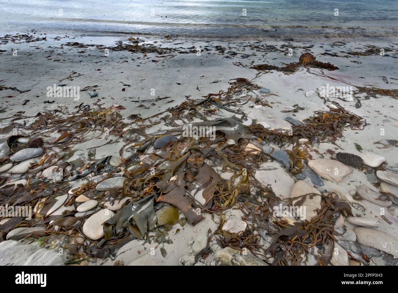 Falkland, Carcass island Stock Photo