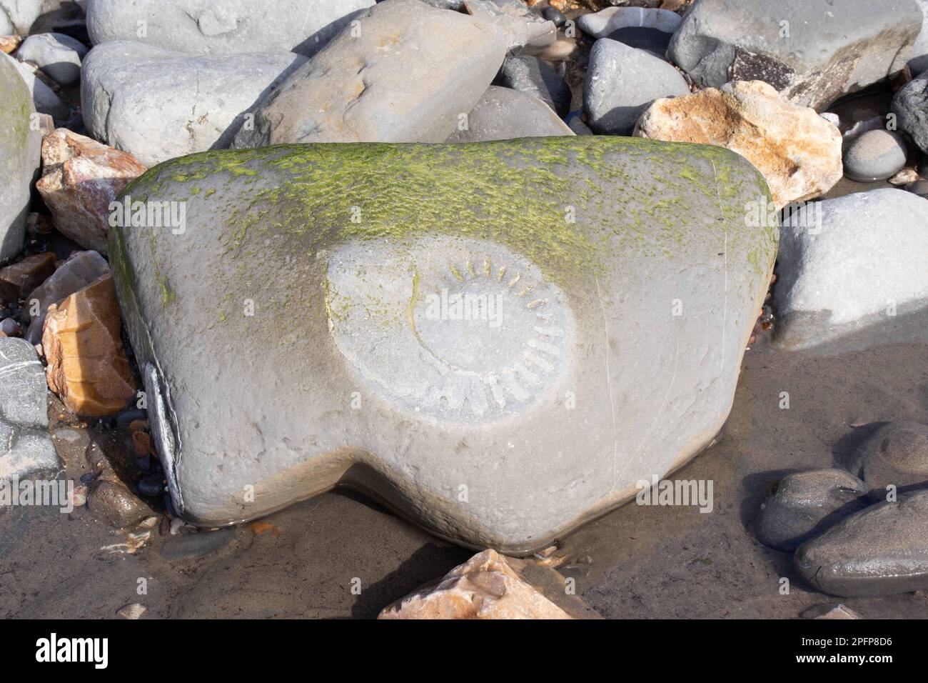 A large, heavy, ammonite fossil rock lies on the beach between Lyme Regis and Charmouth in Dorset on the Jurassic Coast. Stock Photo