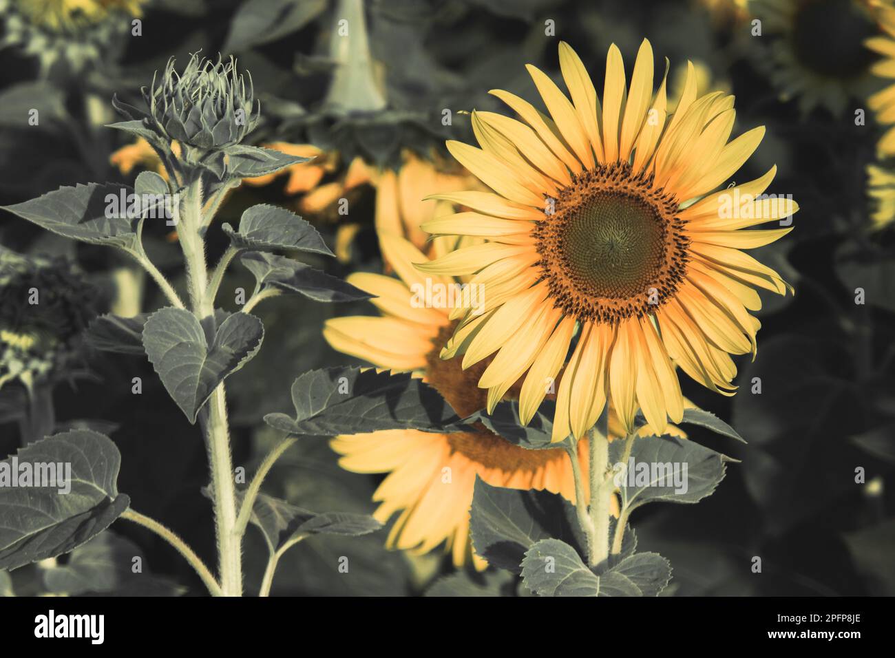 Sunflowers have their petals stacked in layers. The pointed end of the