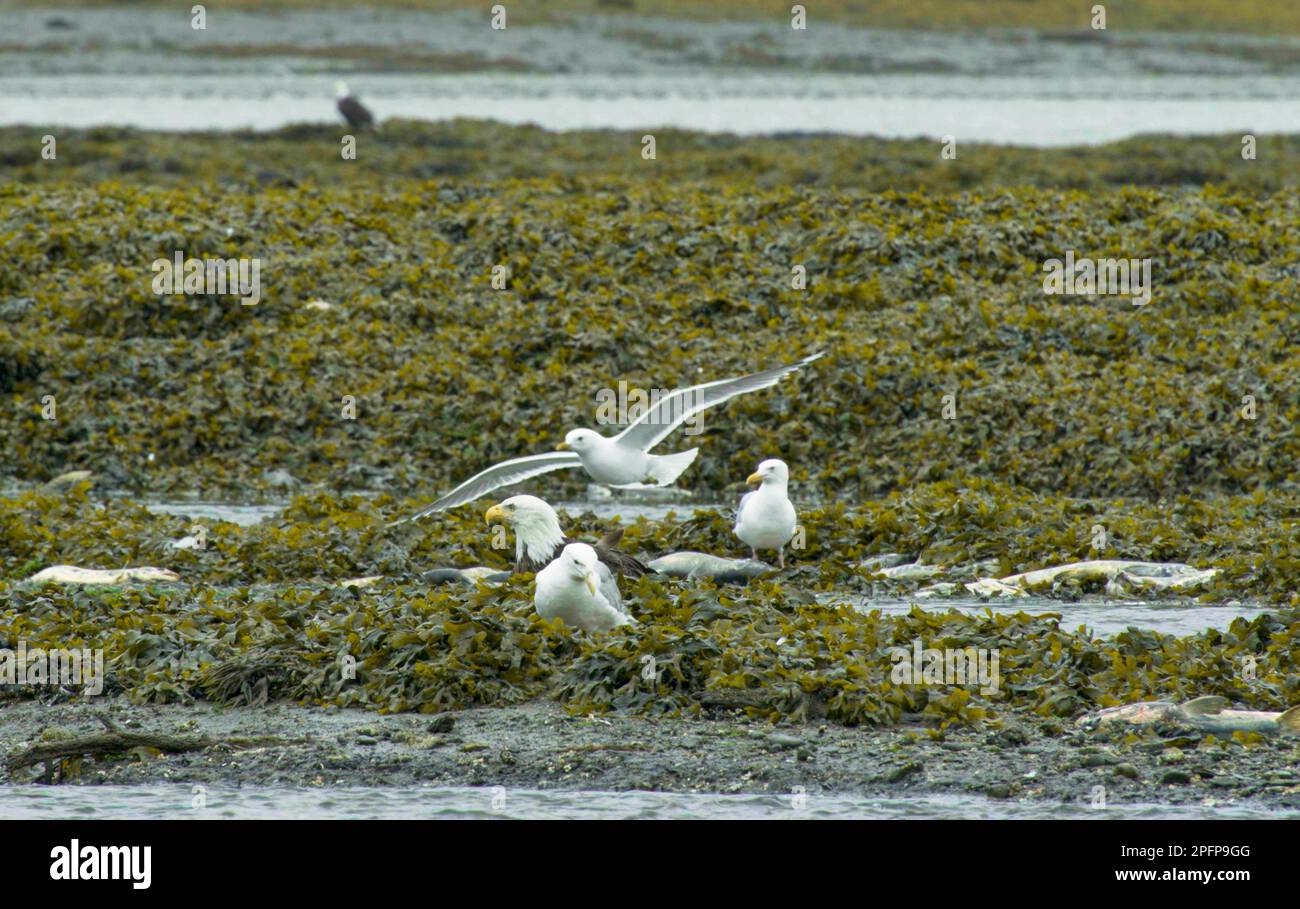 Gulls and bald eagles eat dead salmon in wetlands. Covered with aquatic plants. The Circle of Life: Salmon and Seagulls in Alaskan Rivers. Summer 2017 Stock Photo