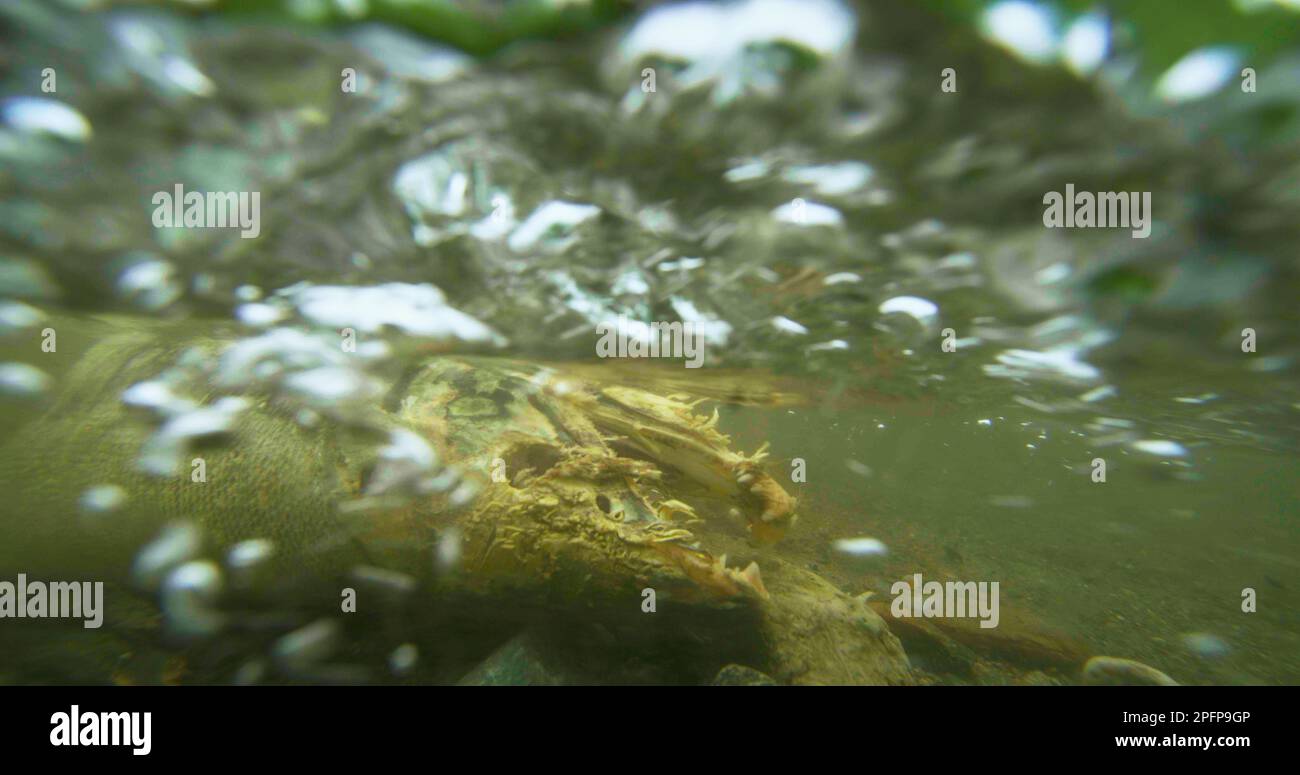 Salmon carcasses float on the bottom of the river. underwater ...