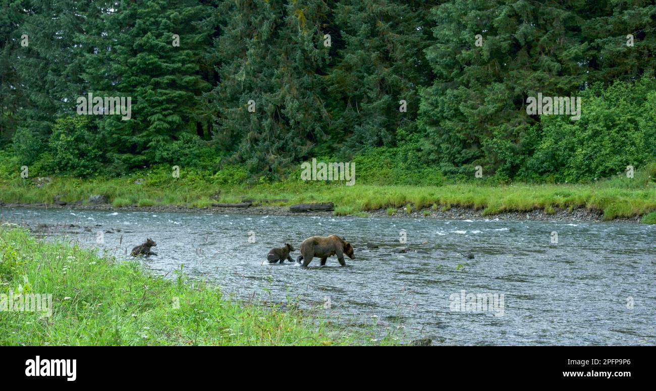 Mother brown bear and two cubs foraging and playing in the meadow by ...