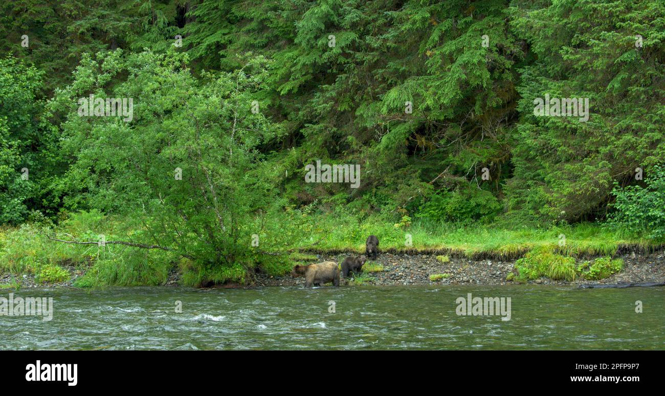 Mother brown bear and two cubs foraging and playing in the meadow by ...
