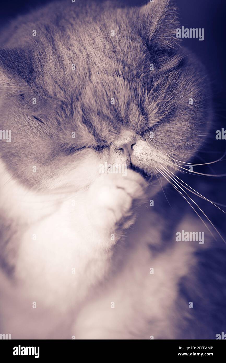 An Exotic Cat licking its paw Stock Photo Alamy