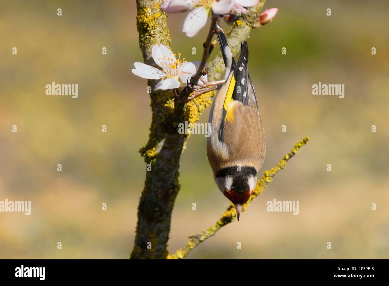 A Goldfinch upside down Stock Photo - Alamy