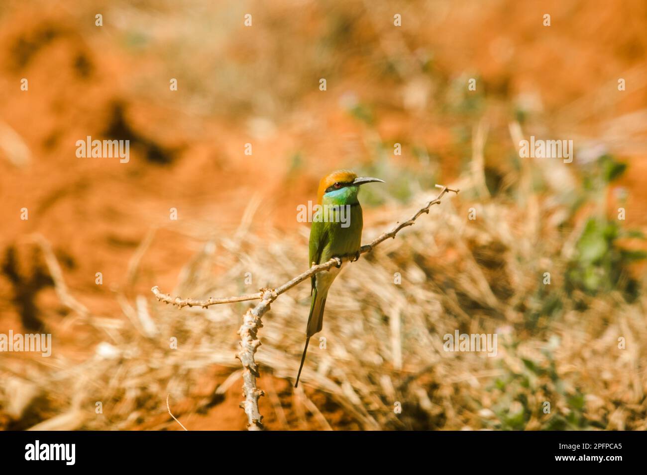 Chestnut-headed Bee-eater orange-headed with red eyes. It has reddish-orange hair covering its head and shoulders. Often perched on the open branches Stock Photo