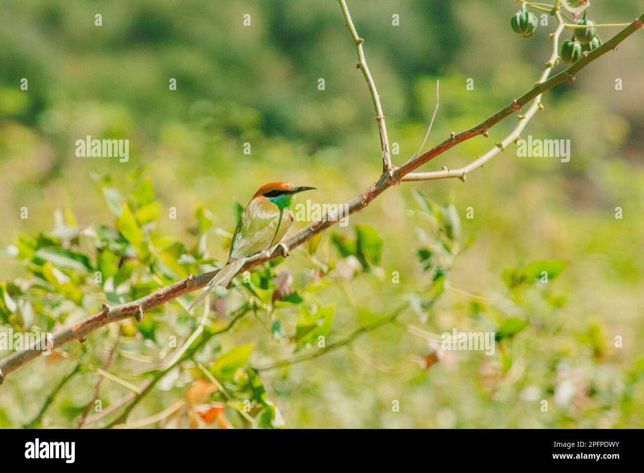 Chestnut-headed Bee-eater orange-headed with red eyes. It has reddish-orange hair covering its head and shoulders. Often perched on the open branches Stock Photo