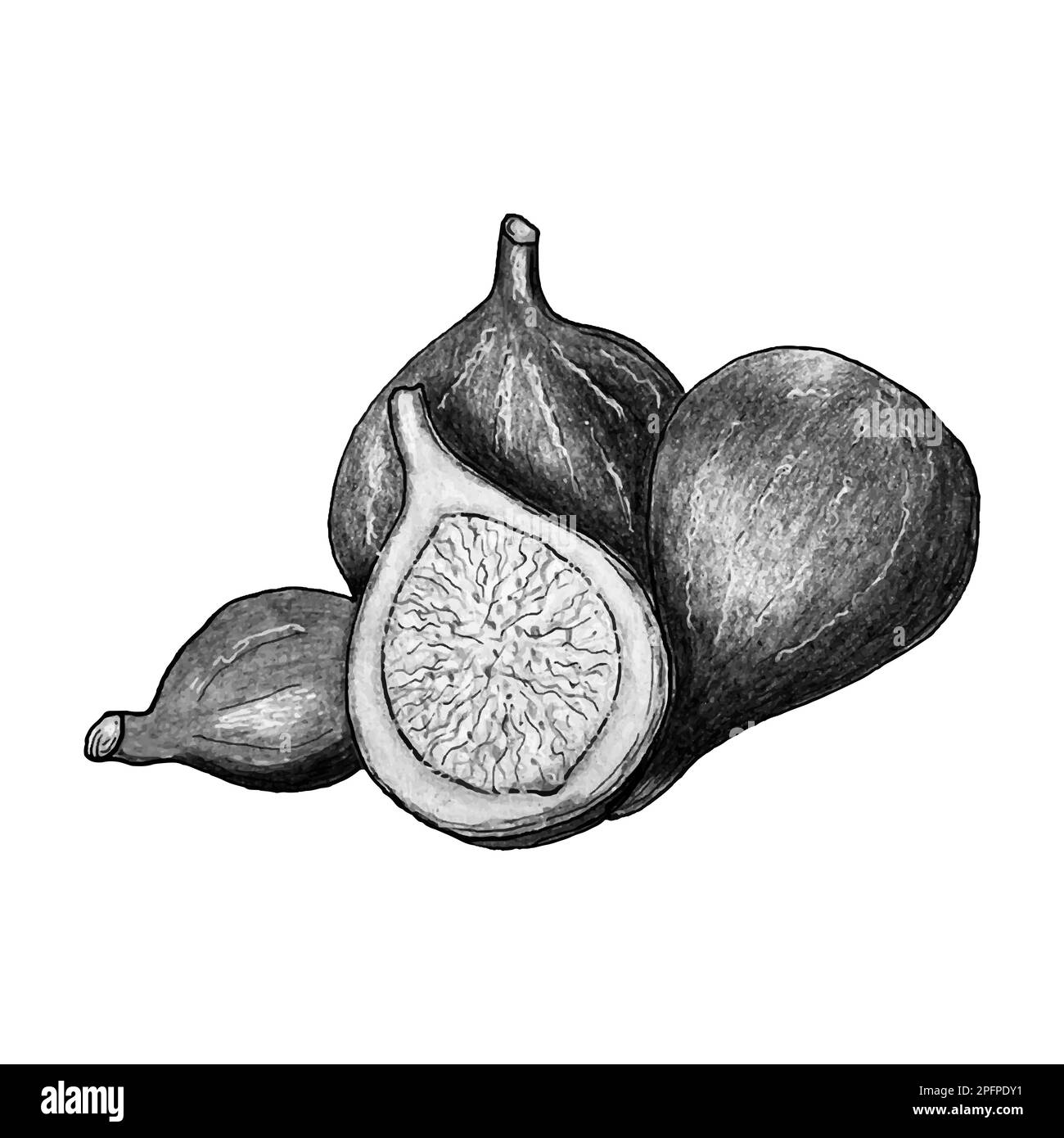 Figs watercolor hand drawn fruit. Monochrome. Sketch art. Vector ...