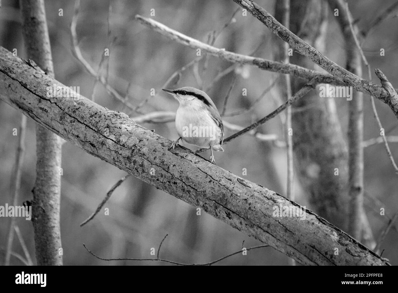 a small bird perched on a tree branch Stock Photo