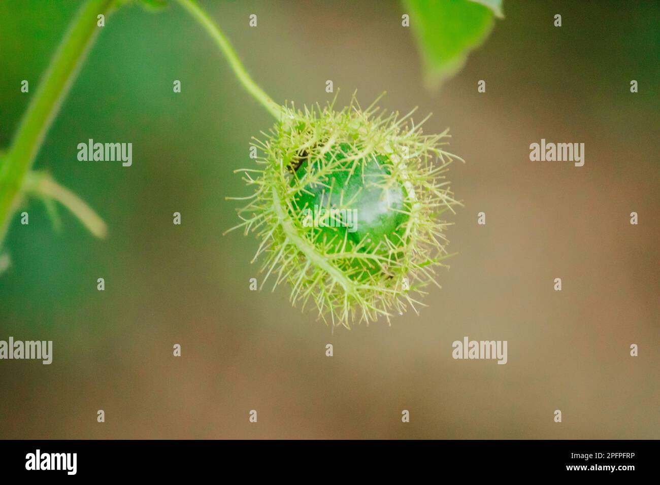 Fetid passionflower, Scarletfruit passionflower, Stinking passion flower Propagated by seed method. Stock Photo