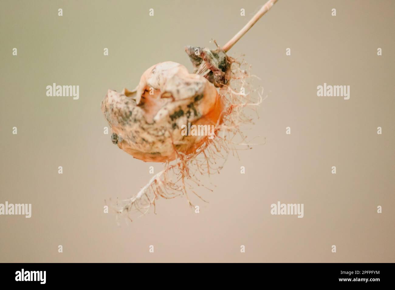 Insect and flower bud hi-res stock photography and images - Page 