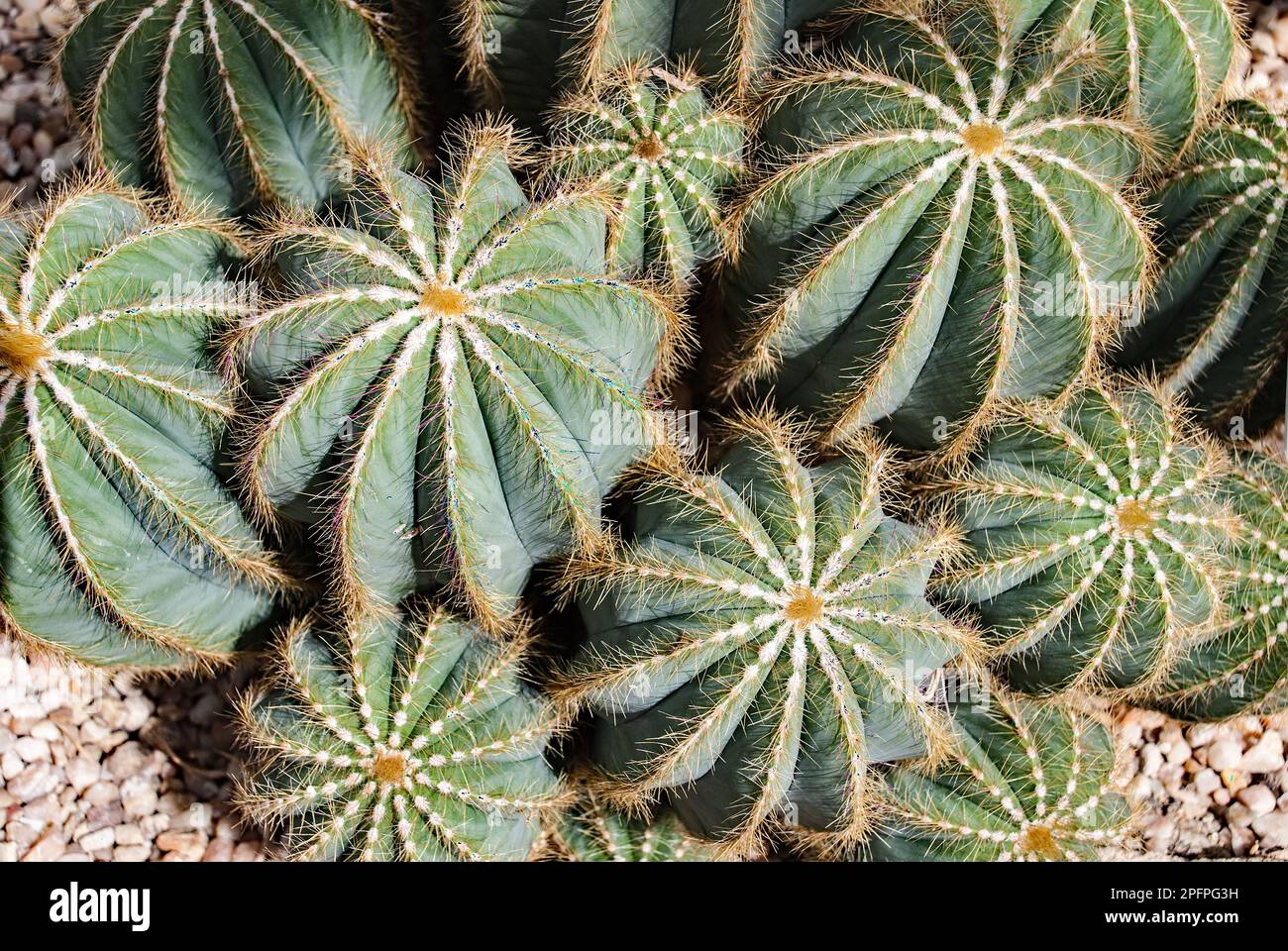 Parodia Magnifica or Balloon cactus starts off growing spherical but becomes more cylindrical with age. Stock Photo