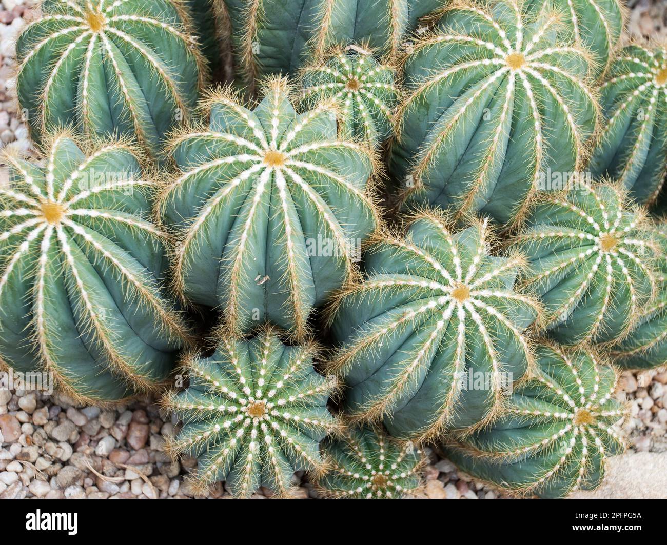 Parodia Magnifica, or ball Cactus,----a fine example; Stock Photo