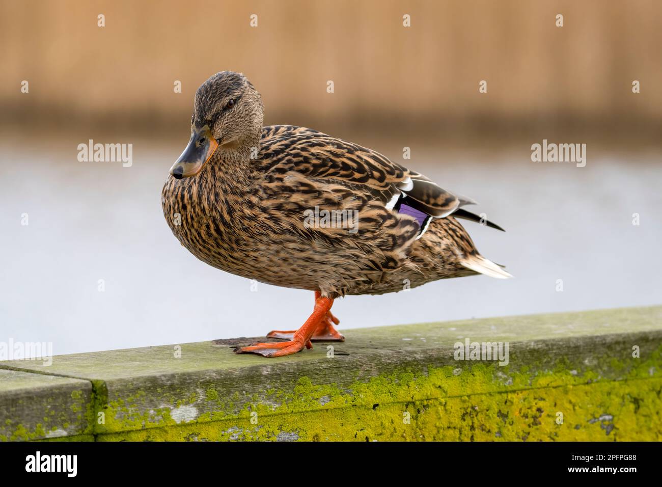 A close up full body photograph  of a female Mallard duck, (Anas platyrhynchos) Stock Photo