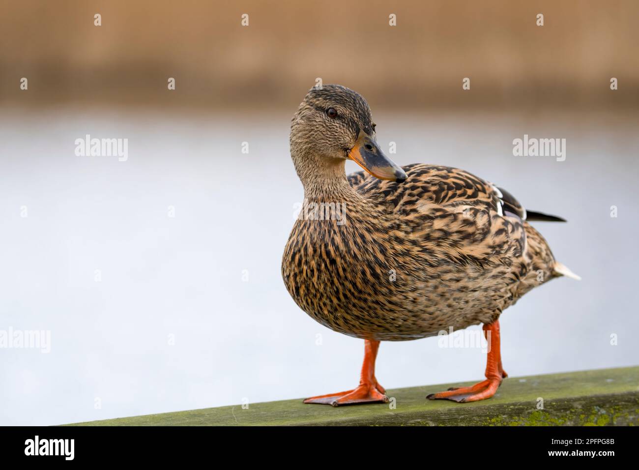 A close up full body photograph  of a female Mallard duck, (Anas platyrhynchos) Stock Photo