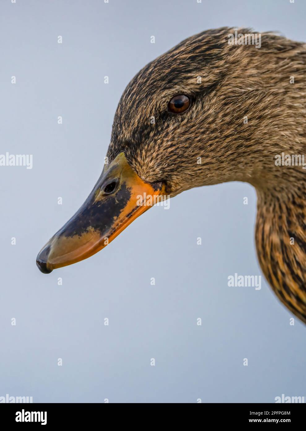 A portrait of a female Mallard duck, (Anas platyrhynchos) Stock Photo