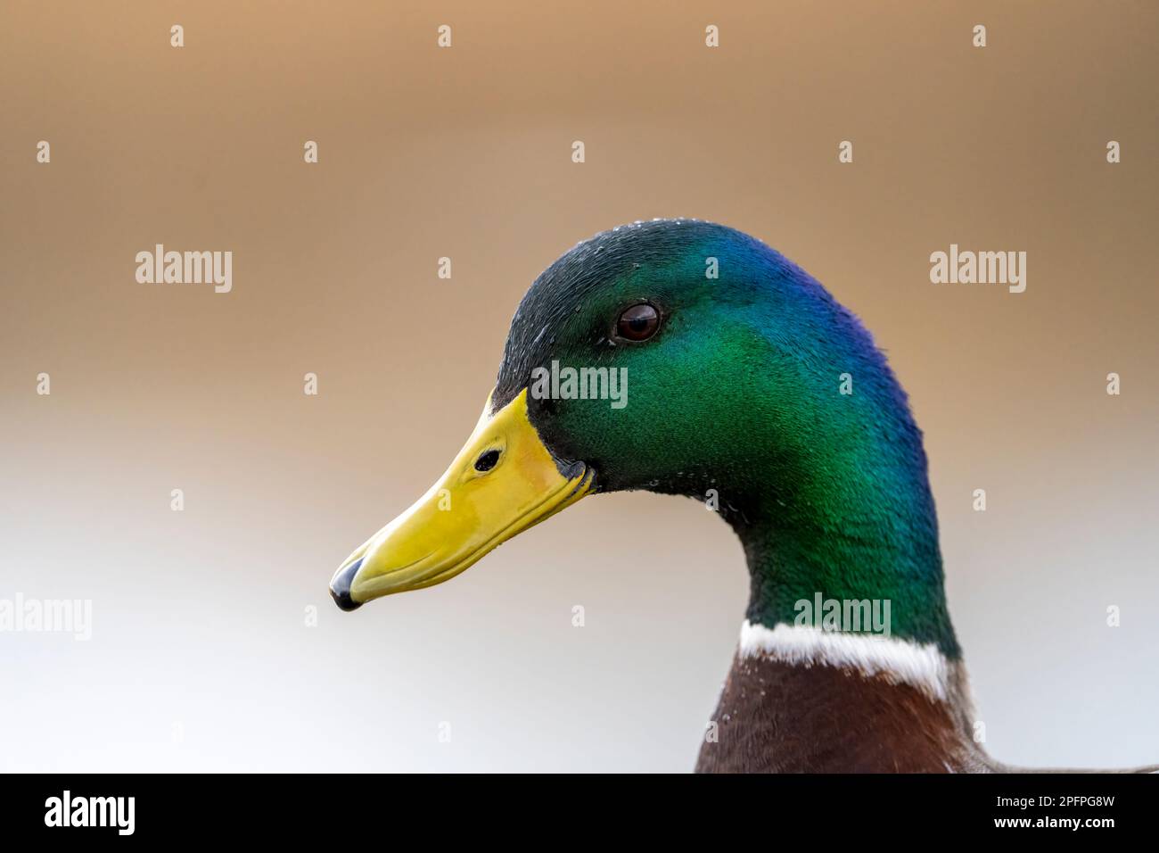 A portrait of a male Mallard duck, (Anas platyrhynchos) Stock Photo