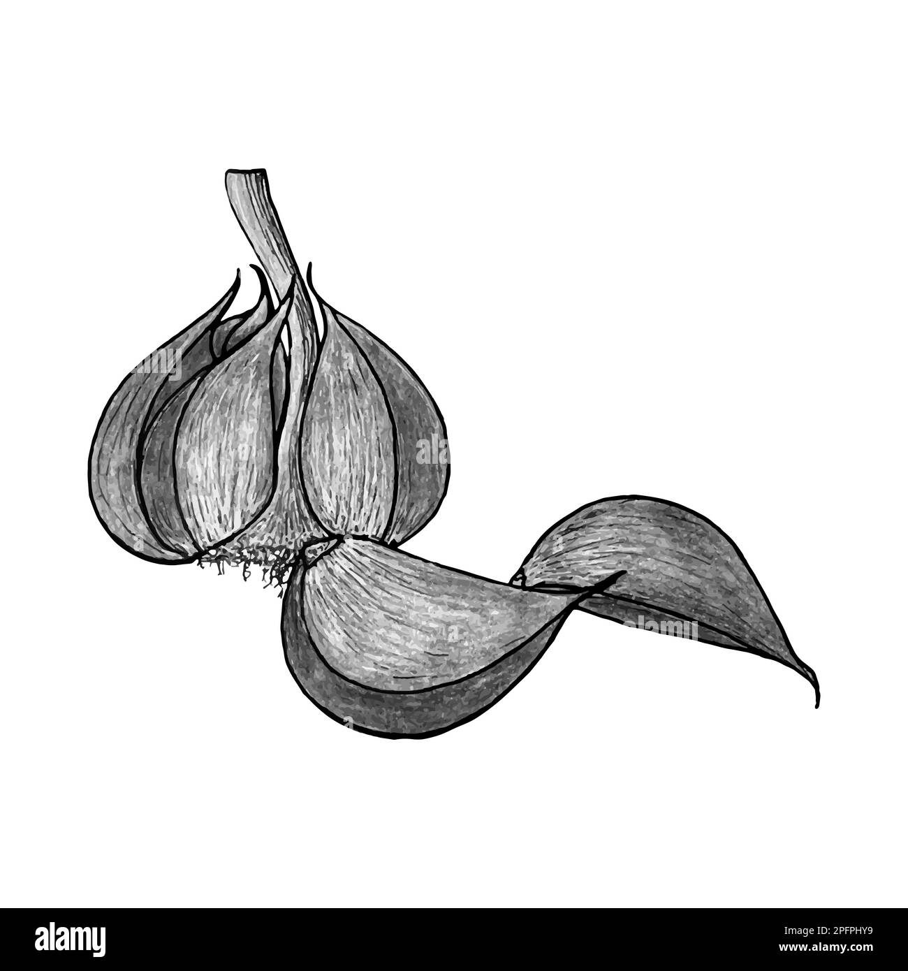Garlic pencil hand drawing monochrome stylized. Vector illustration