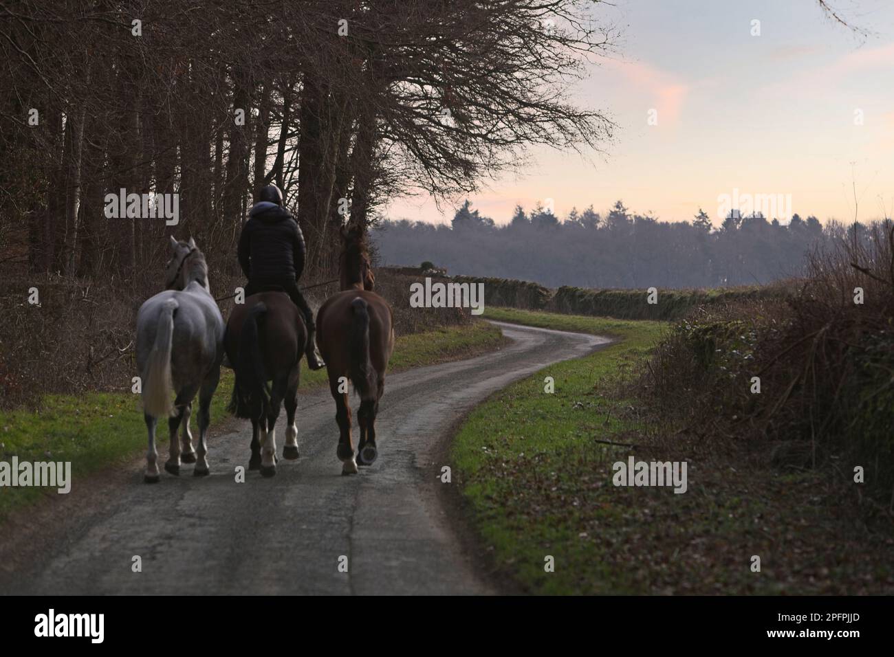 Three horses and one rider on an early morning exercise in Oxfordshire Stock Photo