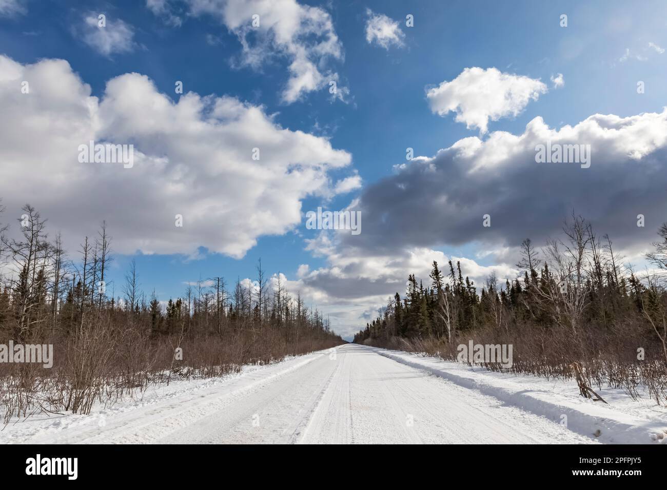 Snowcovered road leading through the wetlands and forest of SaxZim