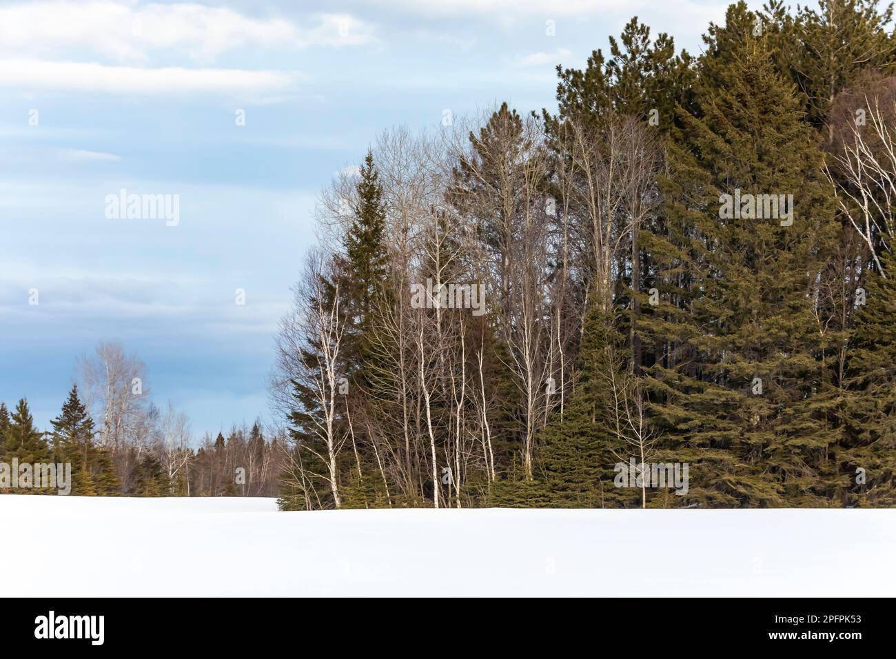 Forest beyond a snowcovered farm field in SaxZim Bog, Minnesota, USA