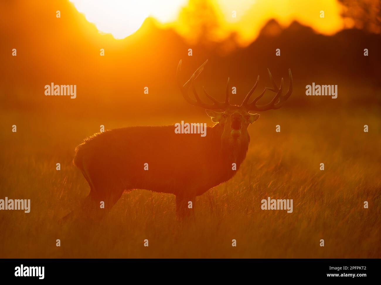 Silhouette of a Red Deer stag calling during rutting season at sunrise, UK. Stock Photo