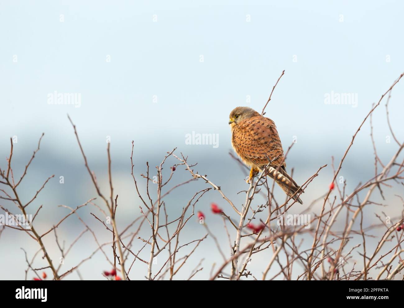 Close up of a common kestrel perched on a tree branch against blue sky, England. Stock Photo