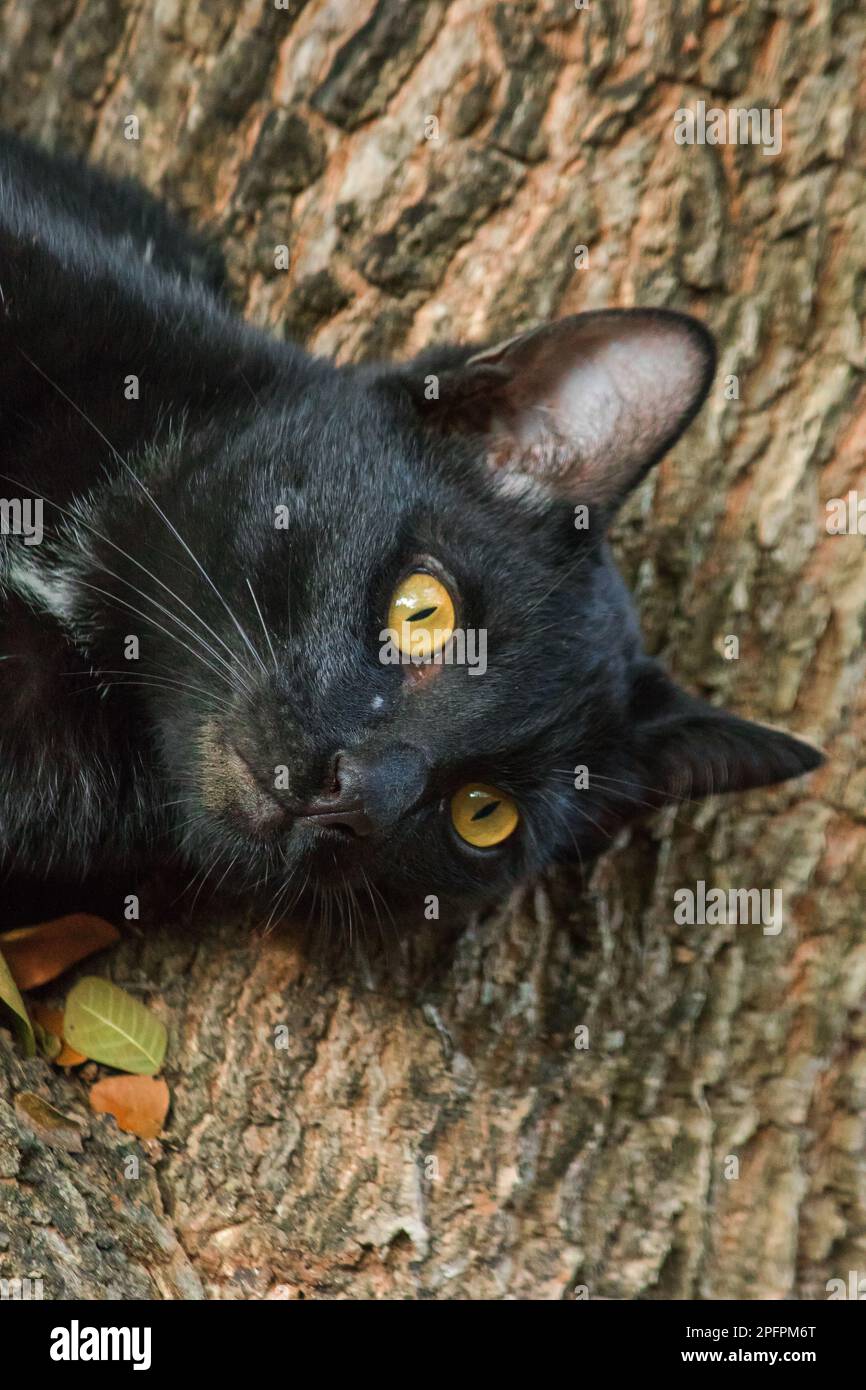 black cat climbing on a tree Sit and lie down and enjoy. Stock Photo