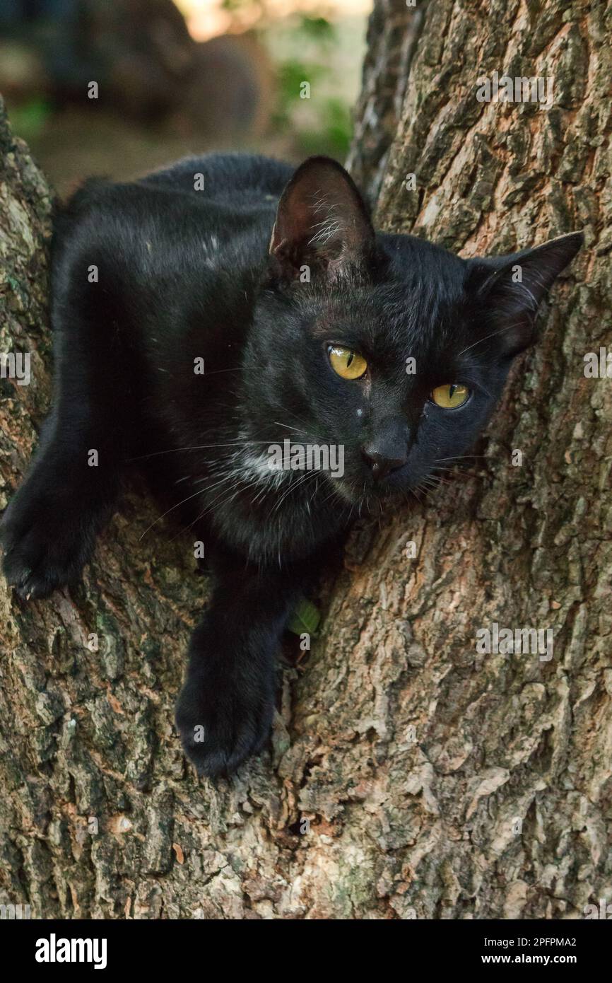 black cat climbing on a tree Sit and lie down and enjoy Stock Photo Alamy