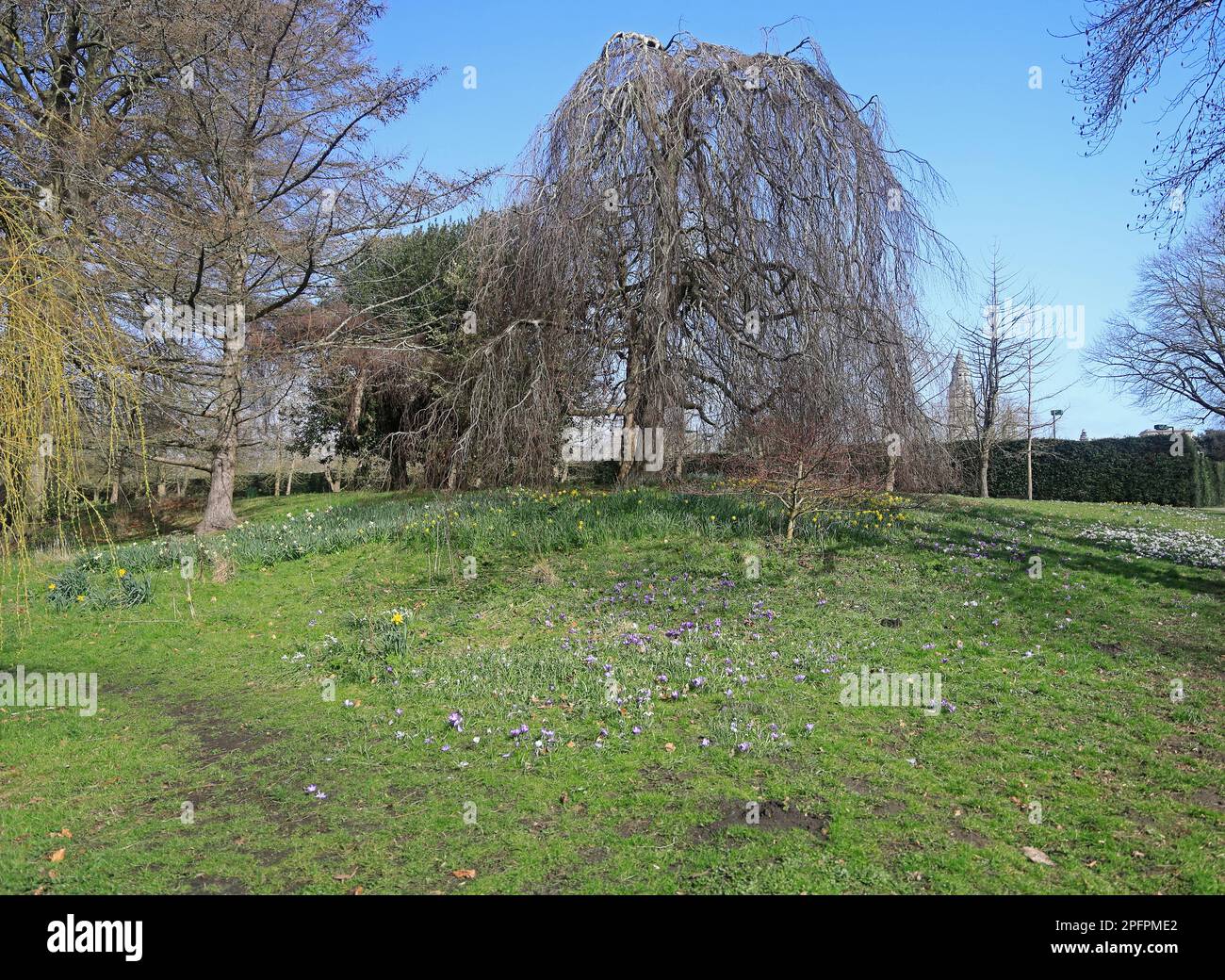 Bute Park grassy bank with trees, daffodils and crocus plants. Spring ...