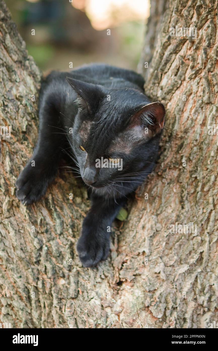 black cat climbing on a tree Sit and lie down and enjoy Stock Photo Alamy