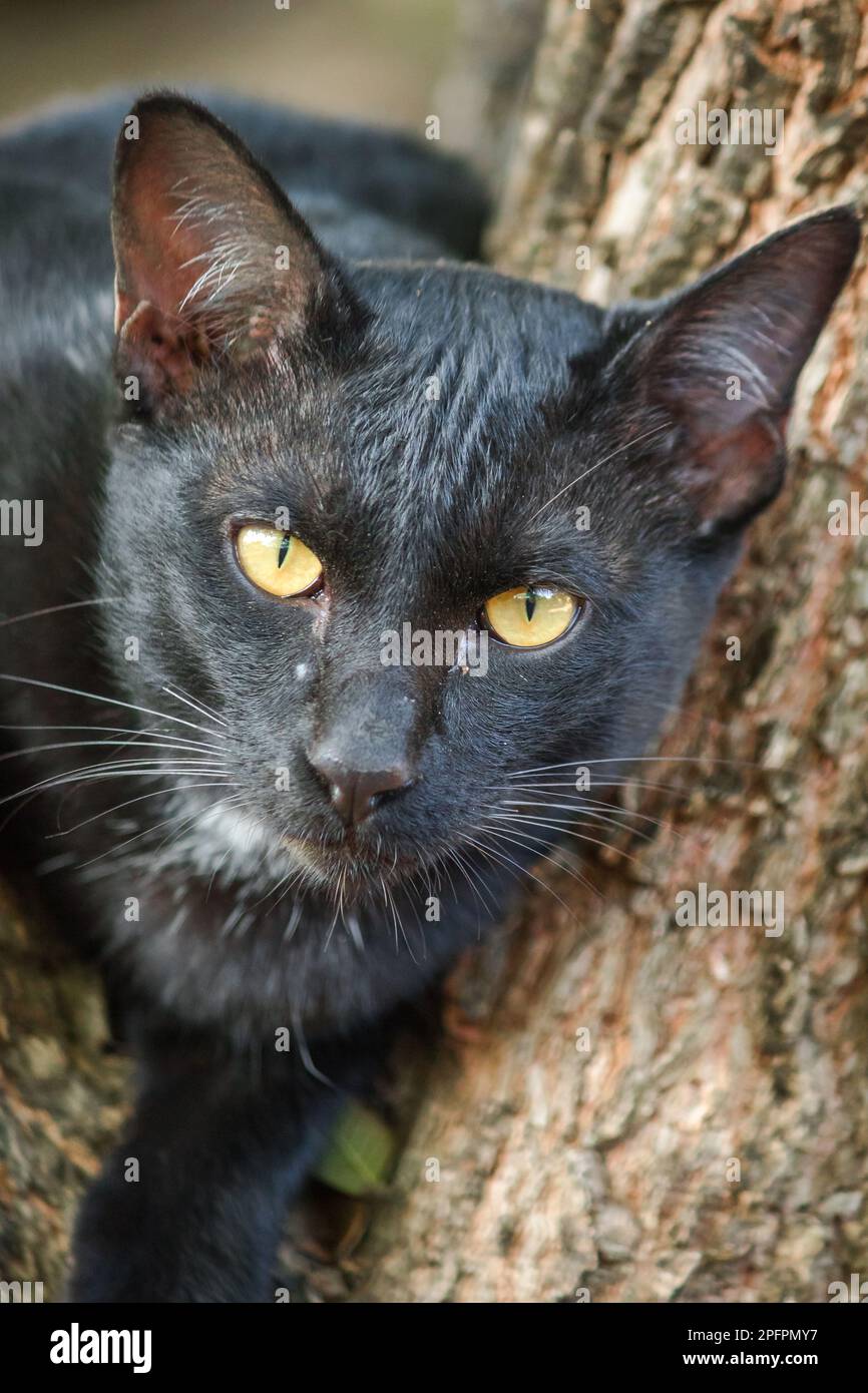 black cat climbing on a tree Sit and lie down and enjoy Stock Photo Alamy