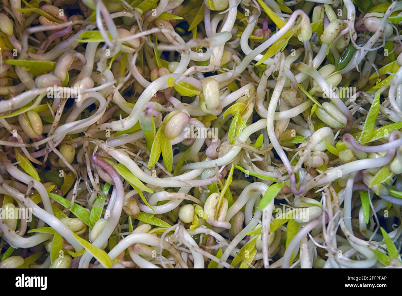 Mung bean sprouts are growing at home, Organic plant for Asian food ...