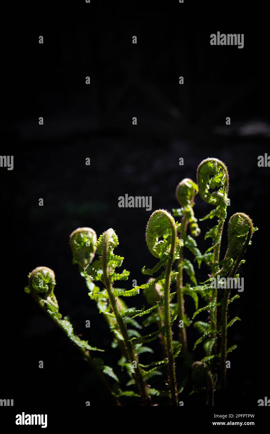 Spring is coming,plant growth up. Black background Stock Photo