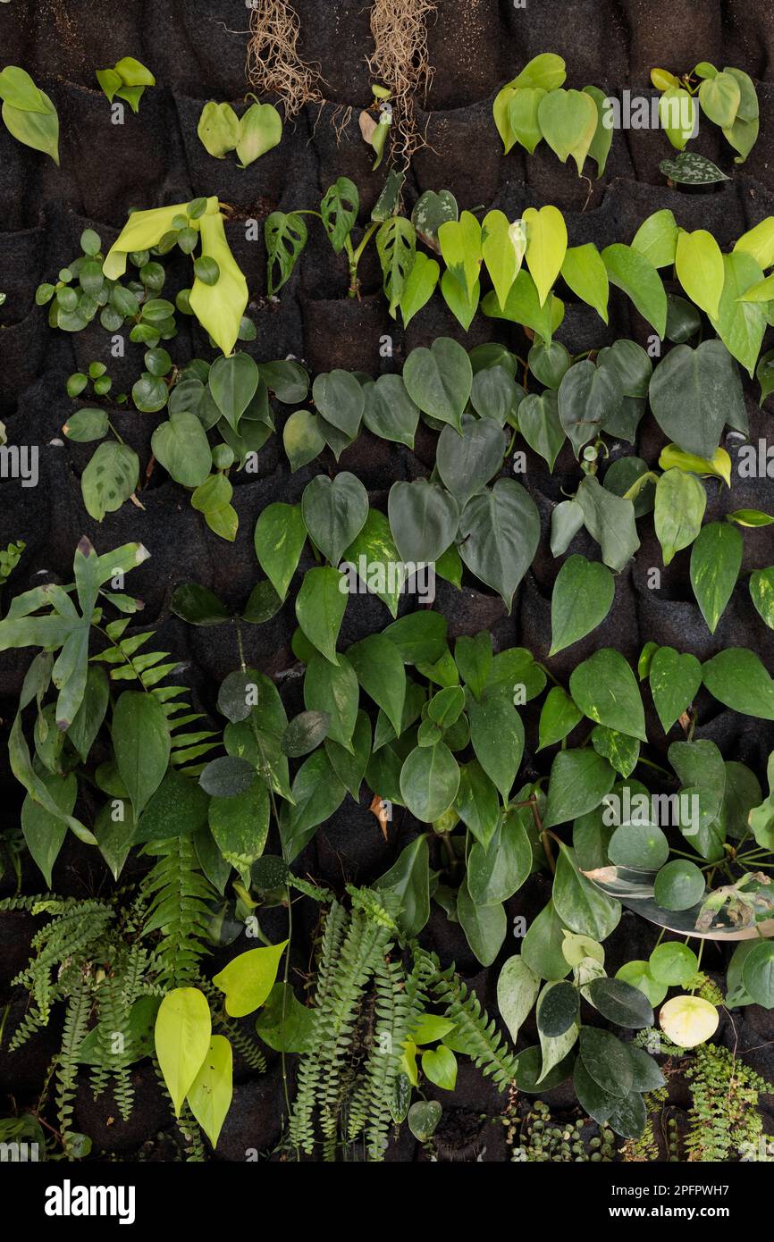 Growing verticillium at home, potted plants. Felt wall for plants Stock Photo