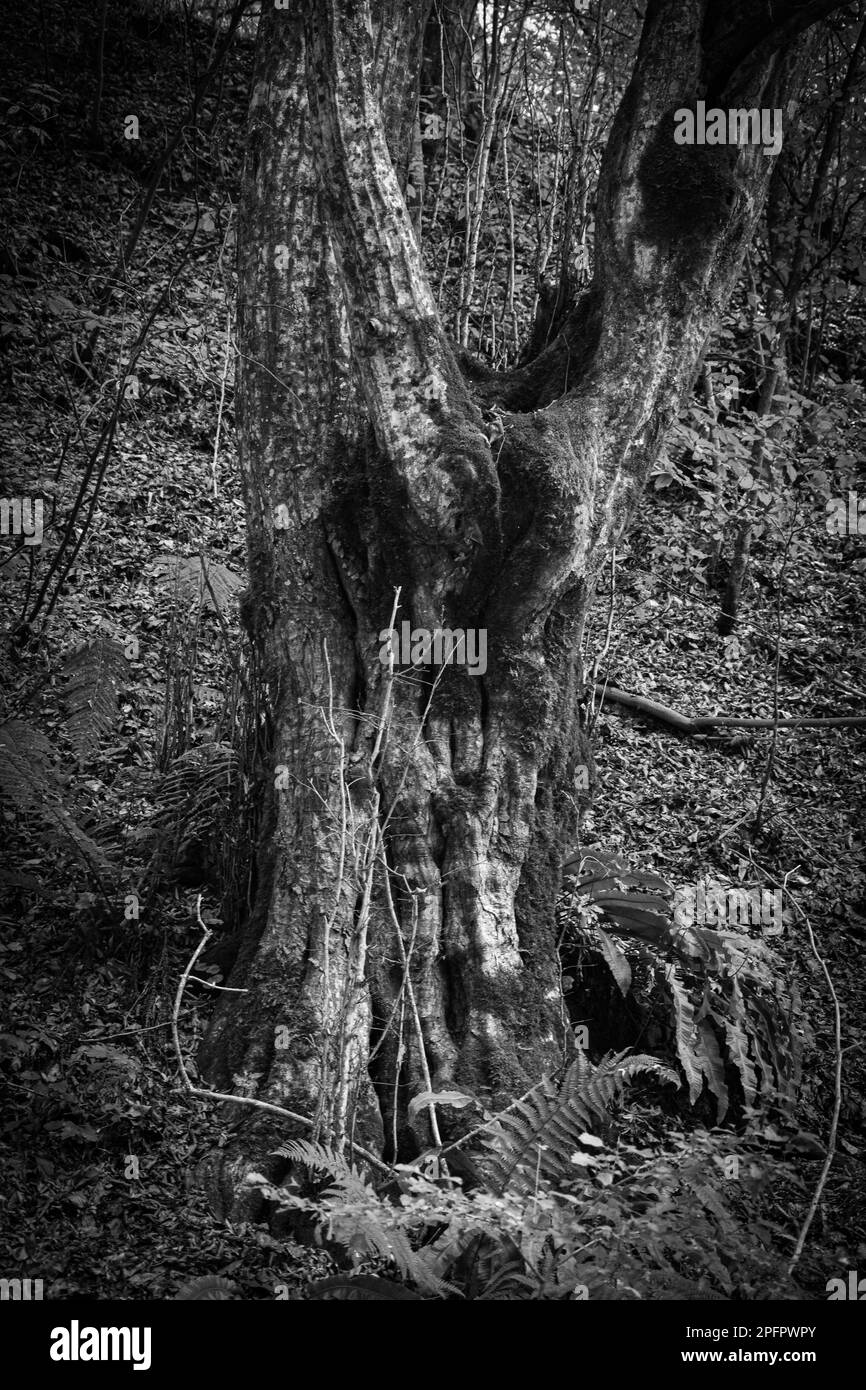 Forest environment natural background Black and White Stock Photos ...