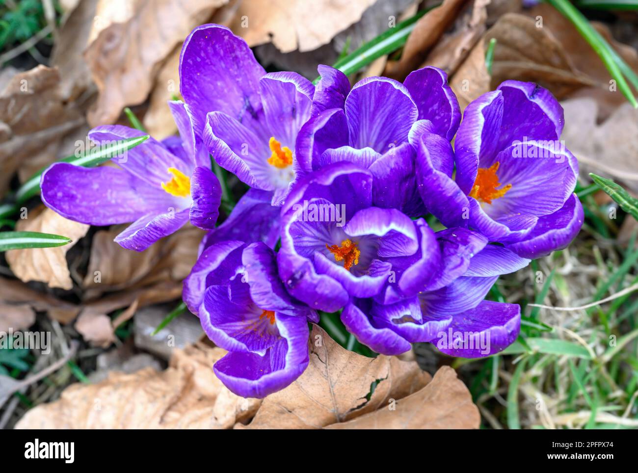 Crocuses in bloom. Close up of the head of several crocuses or croci. Macro photography of