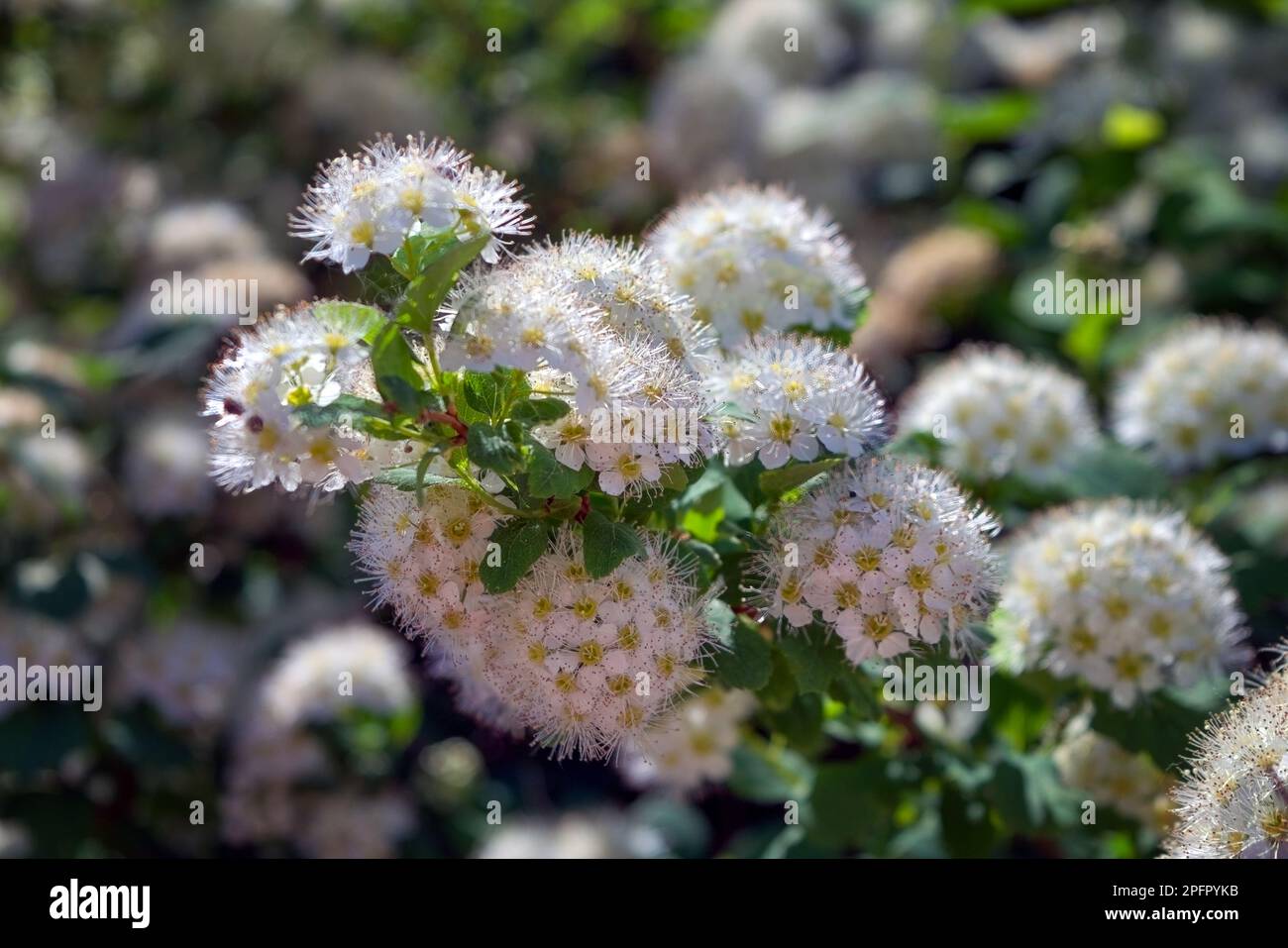 Oak-leaved spirea Spiraea chamaedryfolia blooms luxuriantly with small white flowers in the garden. Stock Photo