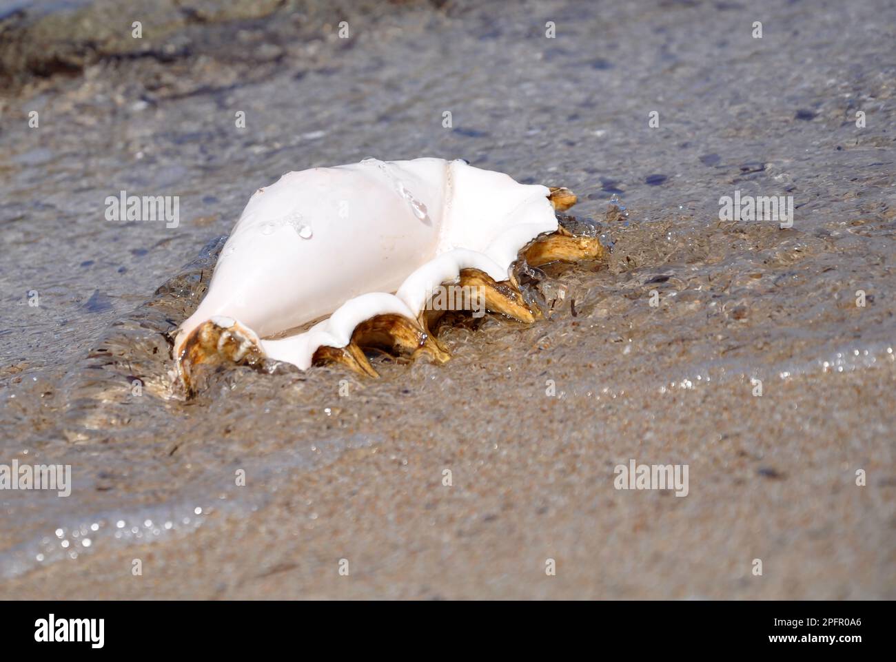Big Seashell on the beach Stock Photo Alamy