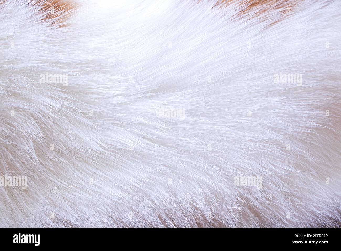 Animals soft fur texture hi-res stock photography and images - Alamy