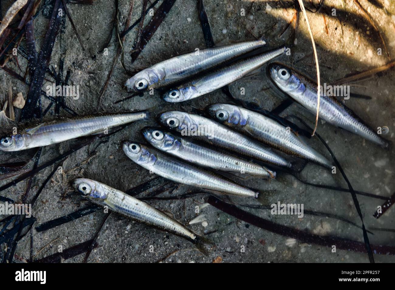 A dried-up lagoon (lake) and a lot of dead small fish, summer drought, water pollution additionally. Sand smelt (Atherina boyeri) Stock Photo
