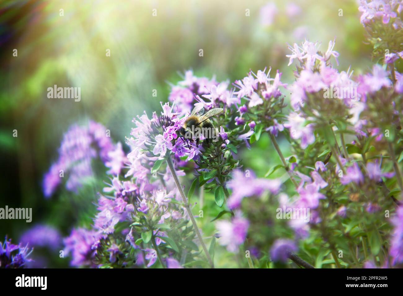 Curtain of flowering Thyme (Thymus serpyllum) and bee collects nectar