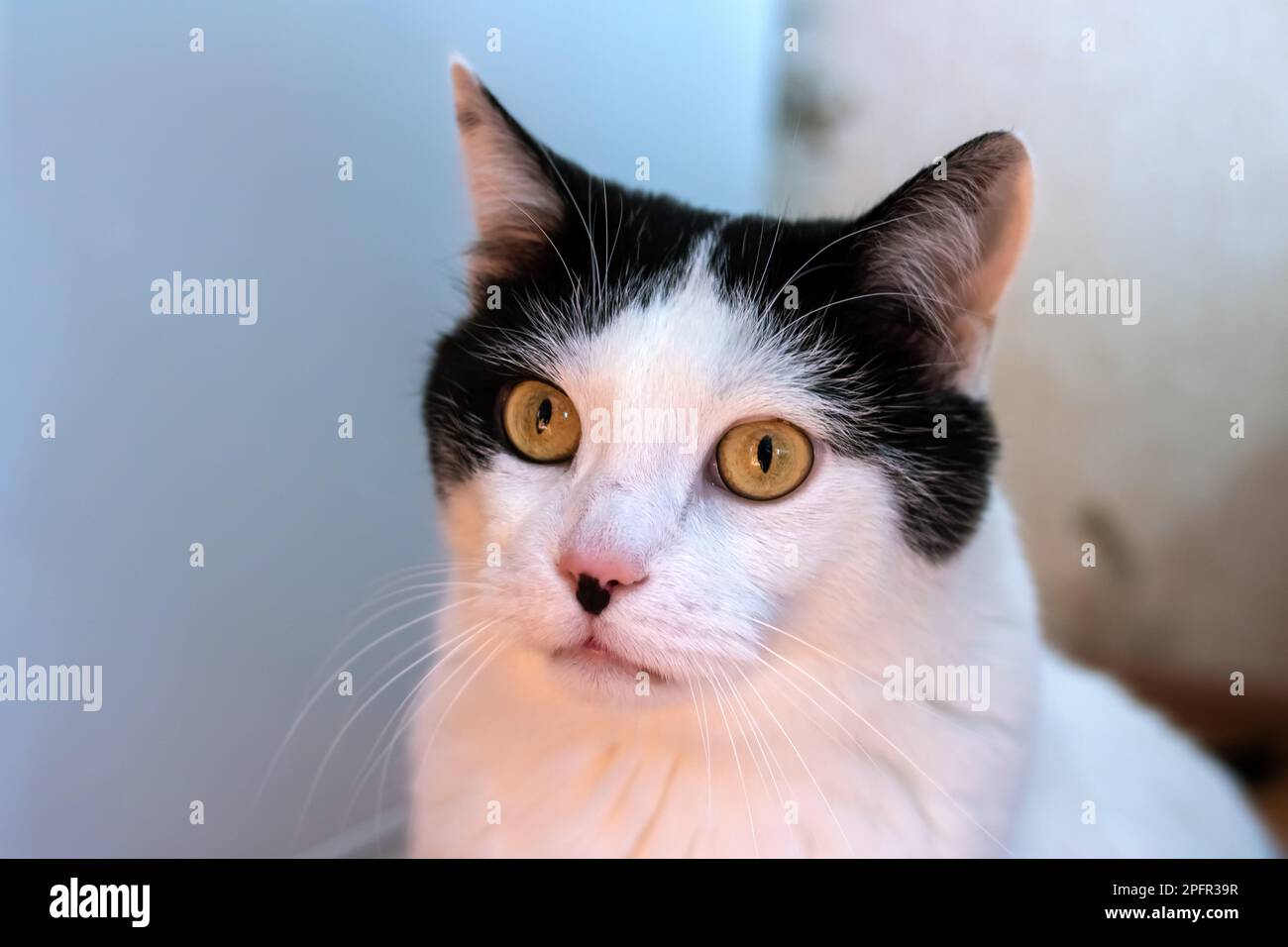 Surprised white cat at home, close up portrait Stock Photo - Alamy