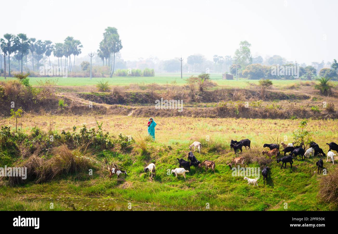 Goats sheep in countryside from hi-res stock photography and images - Alamy