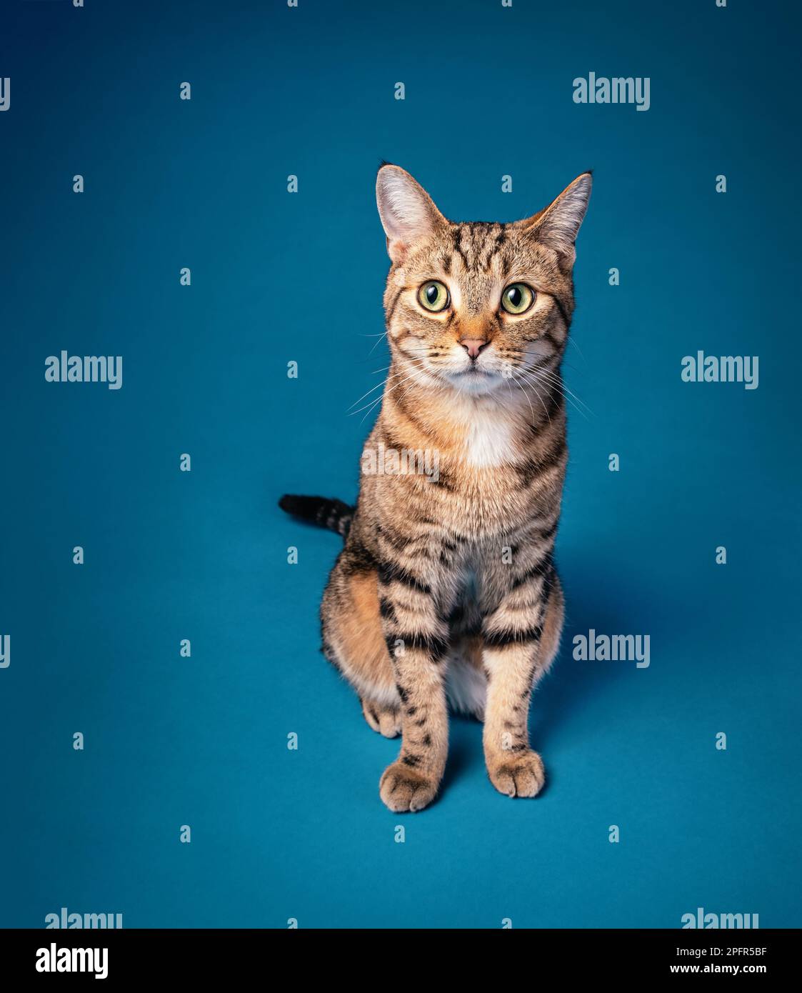 Funny Nervous Adult domestic short hair striped tabby cat sitting on a seamless blue background. Stock Photo