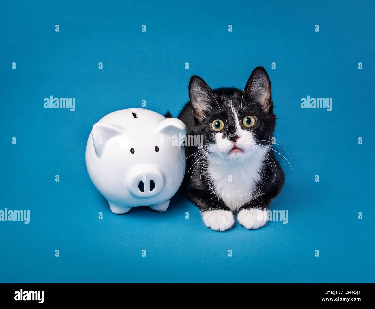 Cute little tuxedo kitten looks needy next to a piggy bank on a blue background. Animal Charity, donate to rescue, adoption fee or cost of care concep Stock Photo