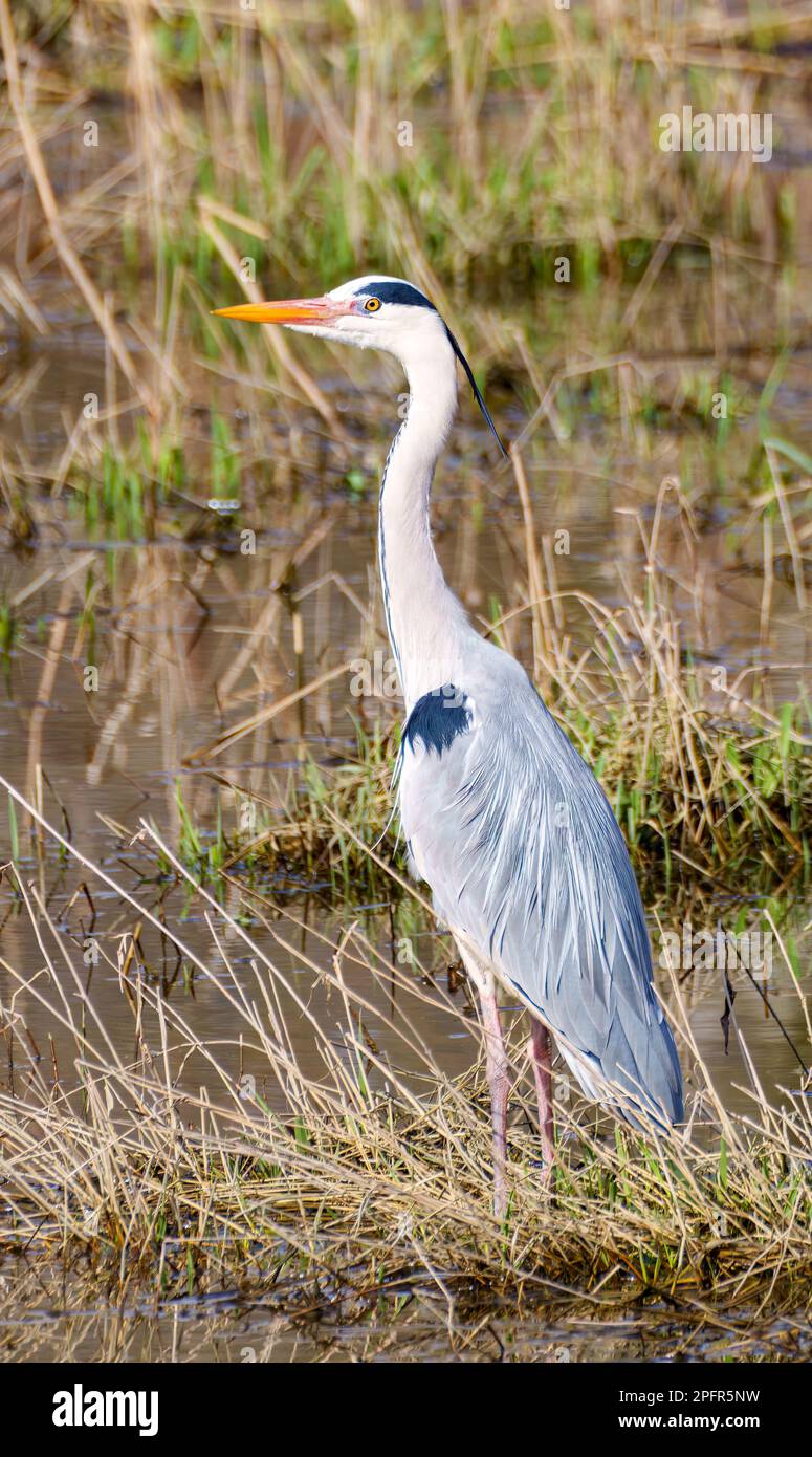 a grey heron is lookinge for food on a field Stock Photo