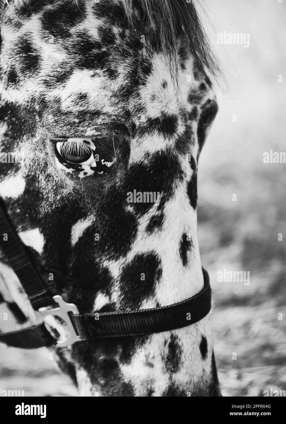 A black-and-white portrait of a spotted horse eating hay on a farm. Agriculture and livestock. Horse care. Stock Photo